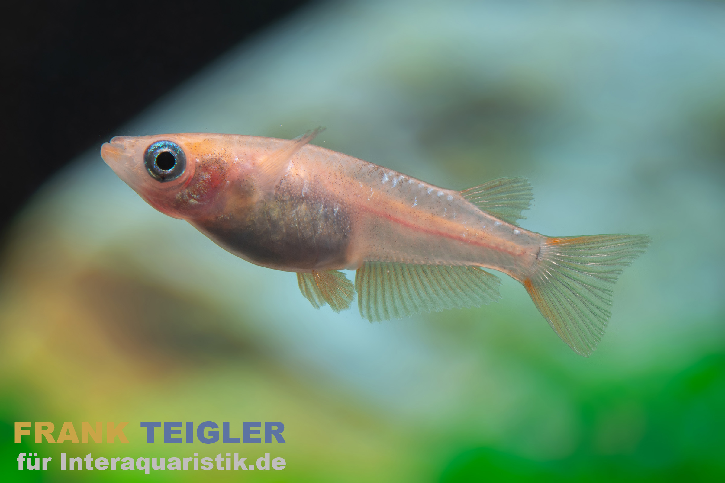 Medaka Blau gescheckt, Oryzias latipes Blue Sparkled